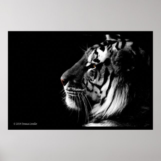 Black and White Tiger poster (Front)