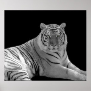 Black and white Tiger Print