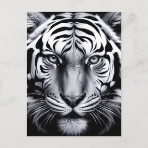 black and white tiger (update) postcard