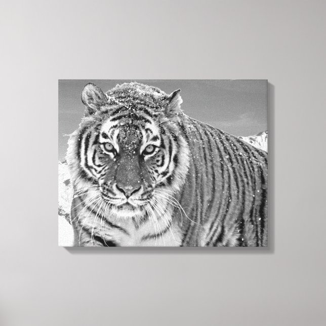 Black And White Tiger Winter Nature Photo Snow Canvas Print (Front)