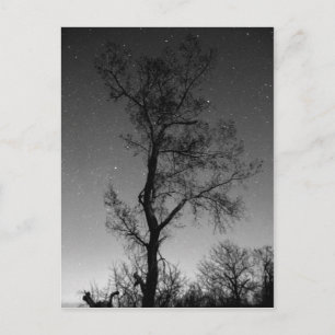 Black and white Tree at night Postcard