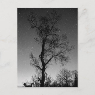 Black and white Tree at night Postcard