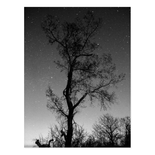 Black and white Tree at night Postcard
