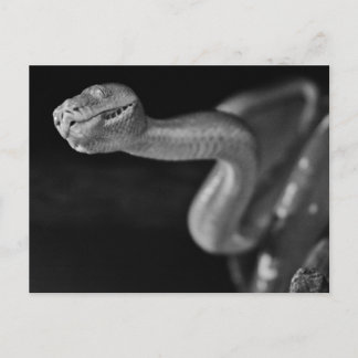 Black and White Tree Boa Postcard