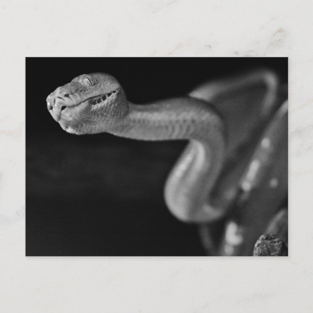 Black and White Tree Boa Postcard (Front)