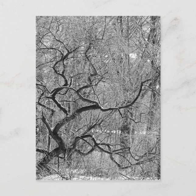 black and white tree postcard (Front)