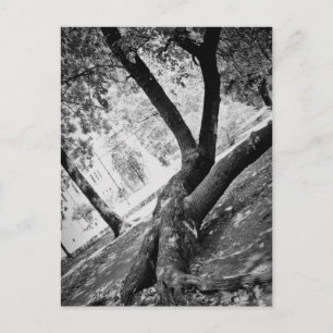 Black and white tree postcard