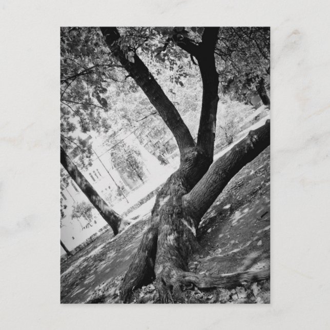 Black and white tree postcard (Front)