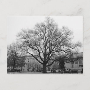 Black and White tree Postcard