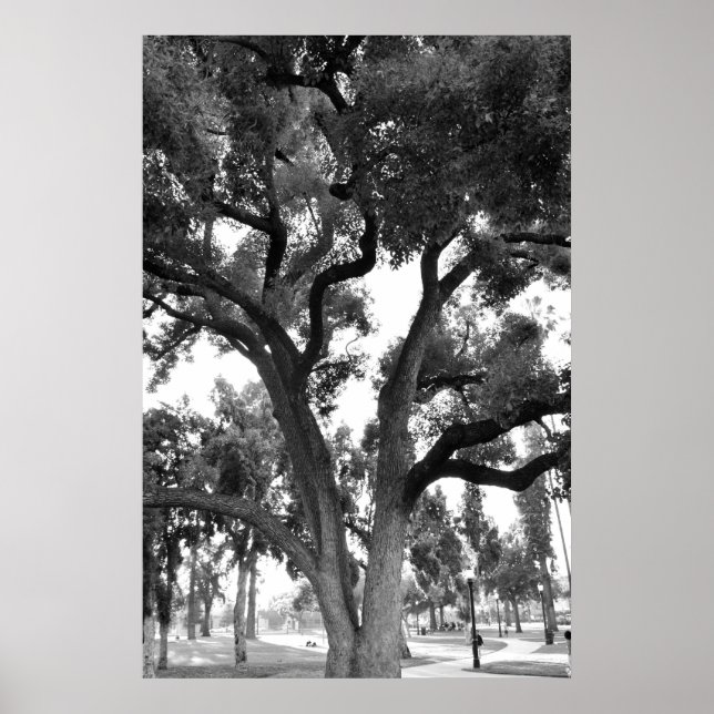 Black and White tree Poster (Front)
