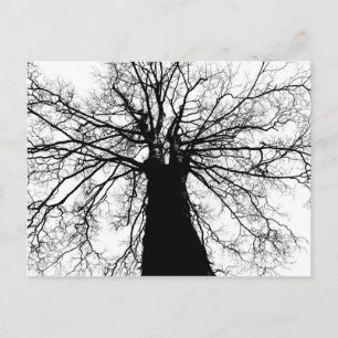 Black and White Tree Silhouette - Postcard