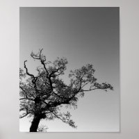 Black And White Tree Silhouette With Sunset