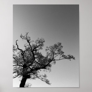 Black And White Tree Silhouette With Sunset Poster