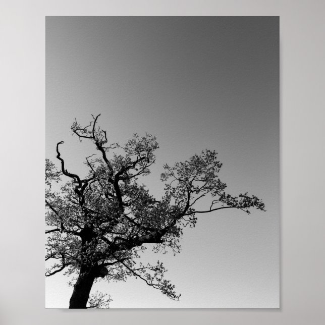 Black And White Tree Silhouette With Sunset  Poster (Front)