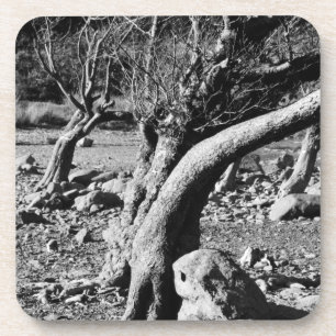 BLACK AND WHITE TREES  COASTER