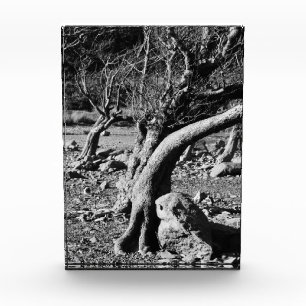 BLACK AND WHITE TREES PHOTO BLOCK