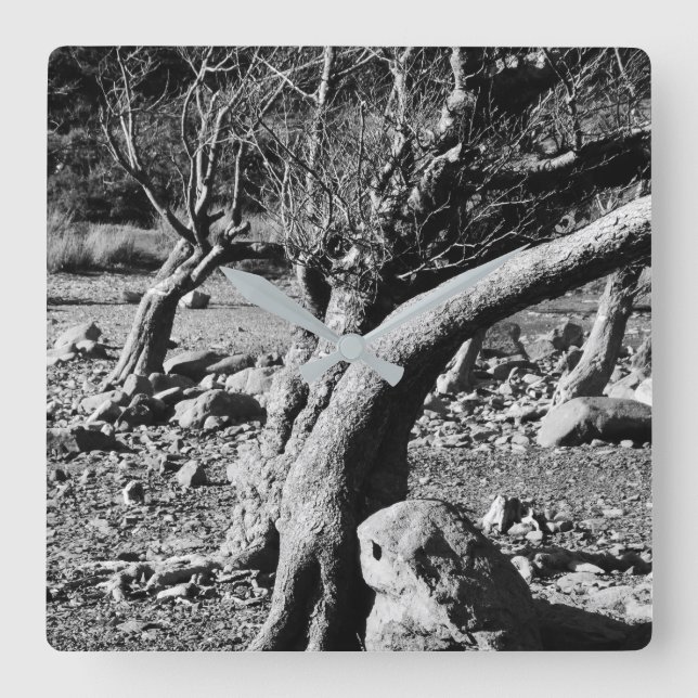 BLACK AND WHITE TREES    SQUARE WALL CLOCK (Front)