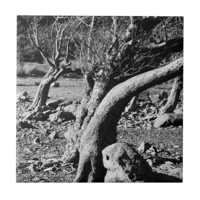 BLACK AND WHITE TREES   TILE (Front)