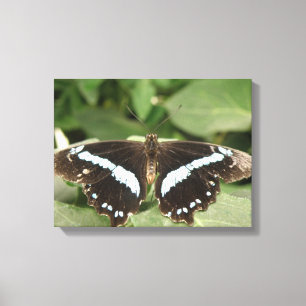 Black and White Tropical Butterfly Canvas Print