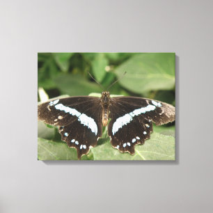 Black and White Tropical Butterfly Canvas Print