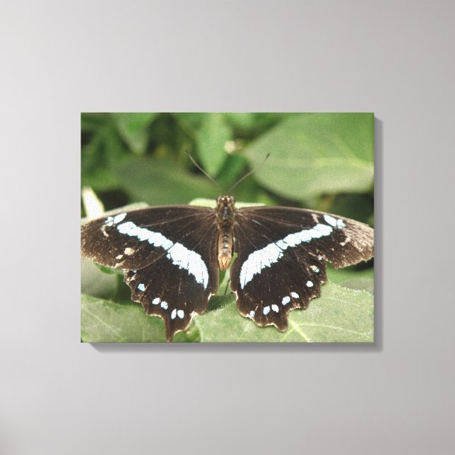 Black and White Tropical Butterfly Canvas Print (Front)