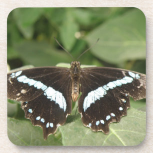 Black and White Tropical Butterfly Cork Coasters