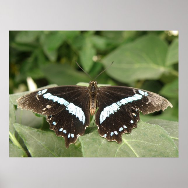 Black and White Tropical Butterfly Print (Front)
