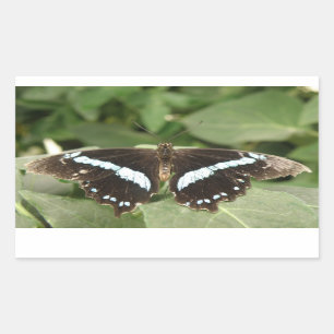 Black and White Tropical Butterfly Stickers