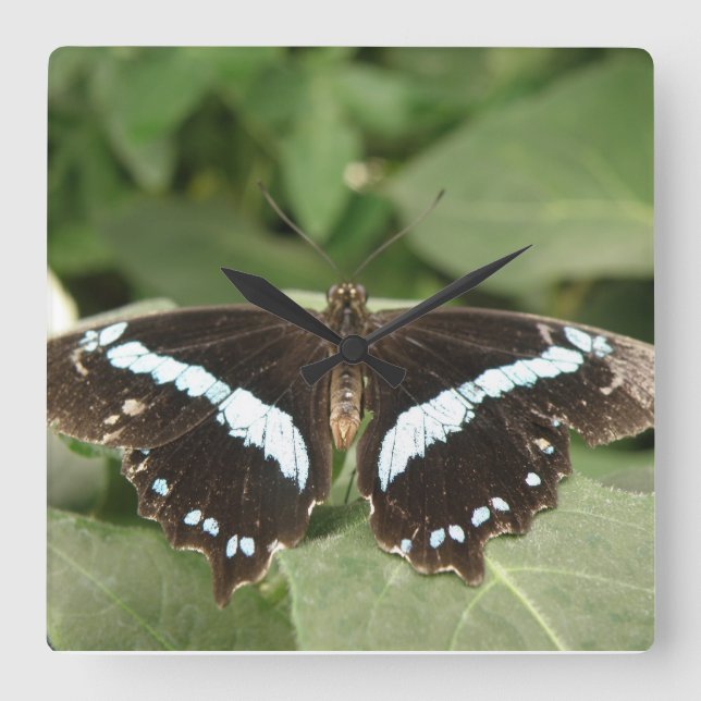 Black and White Tropical Butterfly Wall Clock (Front)