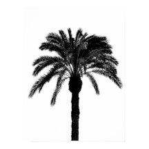 black and white tropical palm tree