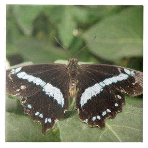 Black and White Tropical Tropical Butterfly Tile
