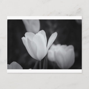 Black and White Tulip Postcard