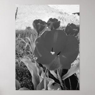 Black and white tulips poster