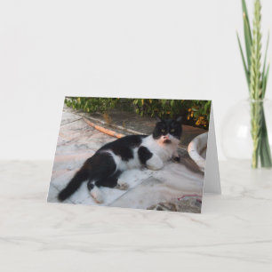 BLACK AND WHITE TURKISH CAT PIERO CARD
