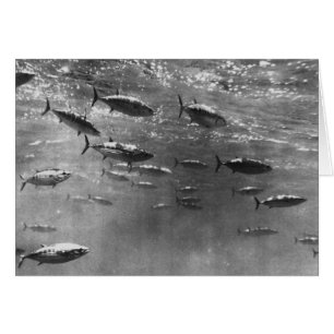 Black and White underwater photograph of Tunas