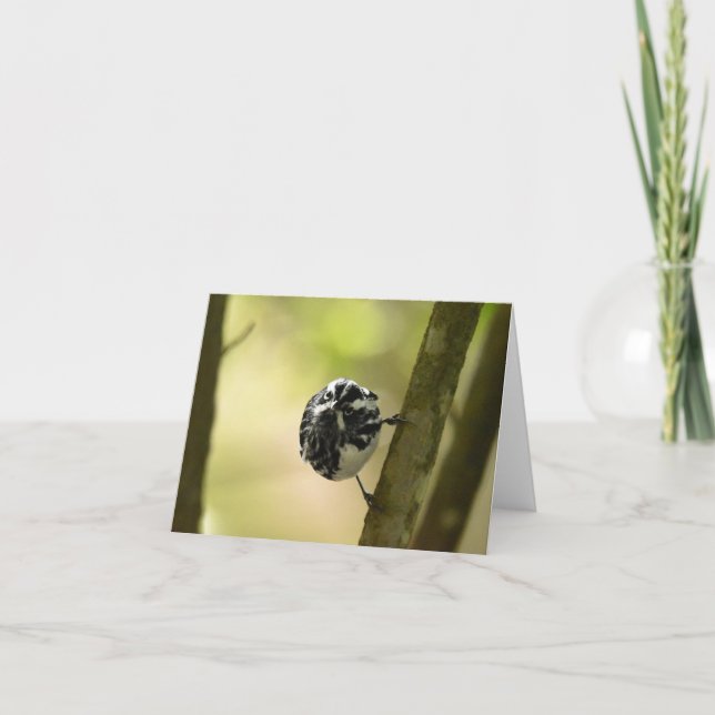 Black and White Warbler #2 - Blank Note Card (Front)