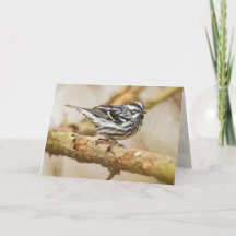 Black-and-White Warbler