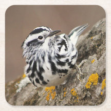 Black and White Warbler Drink Coaster