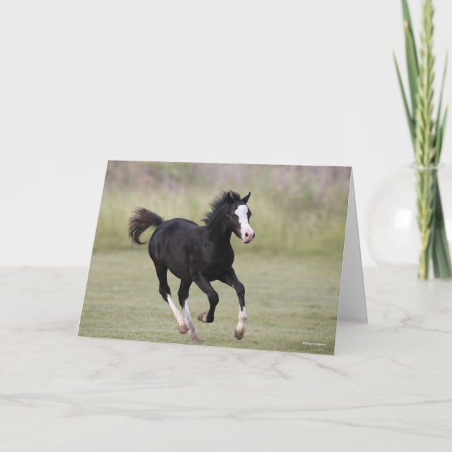 Black And White Welsh Pony Foal Running Card (Front)