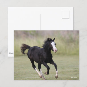Black And White Welsh Pony Foal Running Postcard