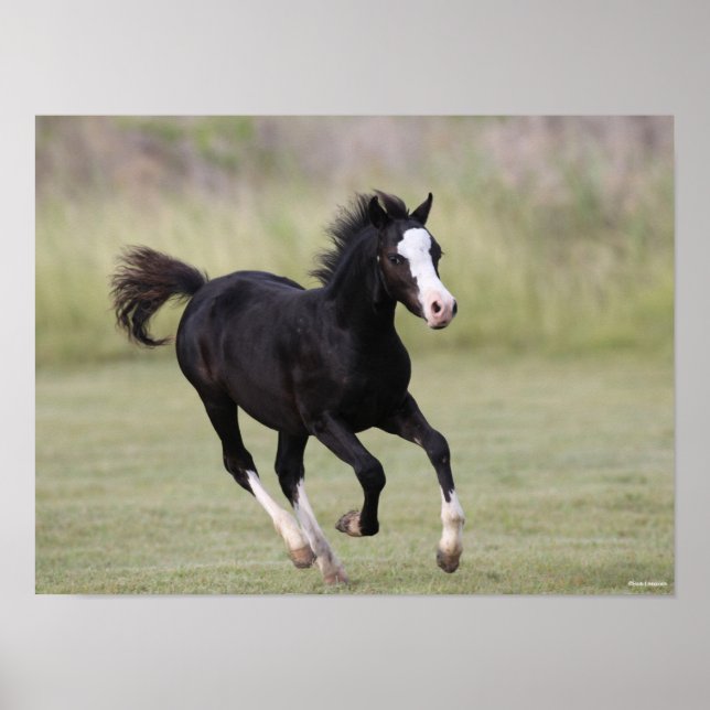 Black And White Welsh Pony Foal Running Poster (Front)