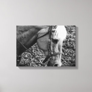 Black and White Western Palomino Horse Canvas Prin Print