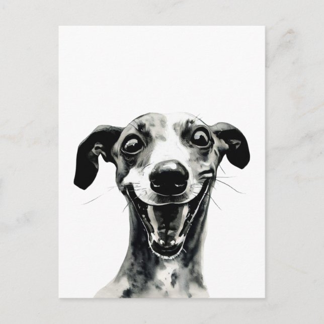 Black and white Whippet | Cute Greyhound Postcard (Front)