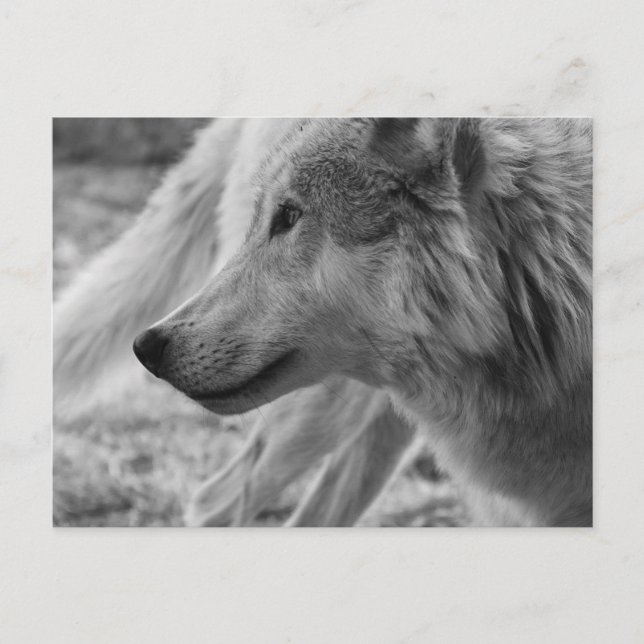 Black and white Wolf  Postcard (Front)
