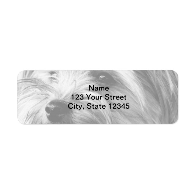 Black and White Yorkshire Terrier Adresse de retou (Devant)