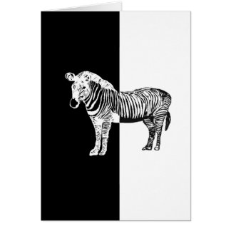 Black and white zebra