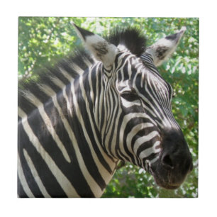 Black and White Zebra  Tile
