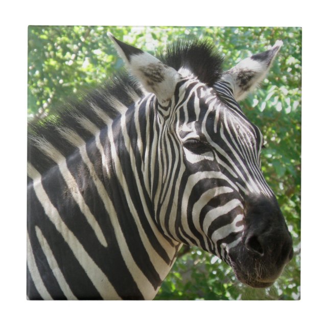 Black and White Zebra  Tile (Front)