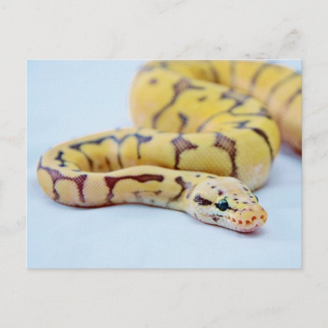 Black and Yellow Ball Python 2 Postcard (Front)