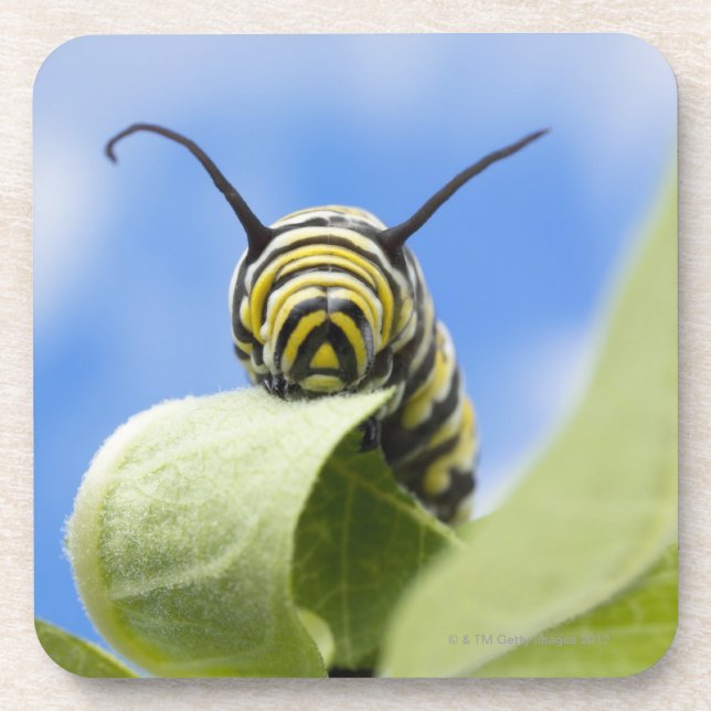 Black and yellow caterpillar coaster (Front)